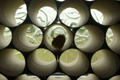 'Toilet Rolls' by Bob