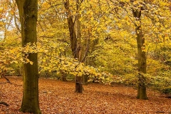 'Autumn' by Peter Shelley