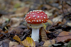'The Red Toadstool' by Chris Benefield