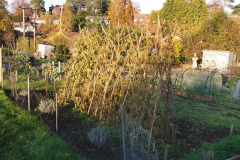 'Allotment Harvest Over' by Dave Anscomb