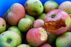 'Rotting Apples' by John Sinclair