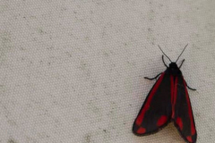 'Cinnabar Moth' by Bob Brown