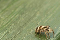 'Zebra Spider' by Bob Brown