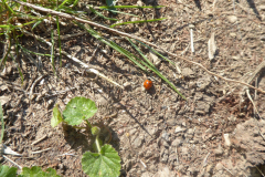 'Ladybird' by Caroline Brown