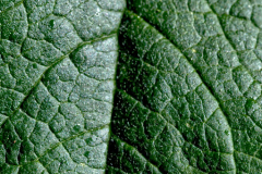 'Leaf Texture' by Chris Benefield