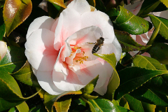 'Bee in a Rose' by Dave Anscomb