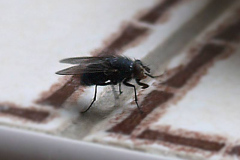 'Fly' by Dave Anscomb