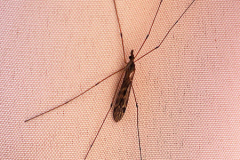 'Flying Insect' by Dave Anscomb