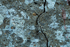 'Moss Texture' by Dave Anscomb