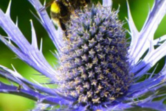 'Bee on Thistle' by John Sinclair