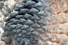 'Pine Cone Texture' by John Sinclair
