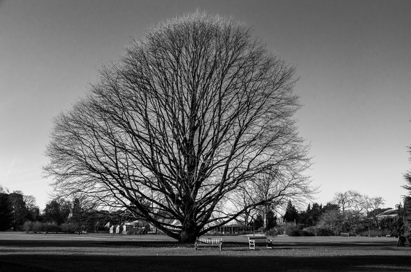 'Tree' by Andy