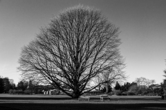 'Tree' by Andy