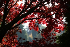 'Acer' by Bob Brown