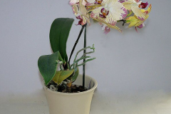 'Orchid' by Dave Anscomb