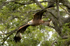 'Bird inflight' by Chris Benefield