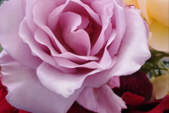 'Blue rose' by Caroline Brown