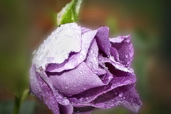 'After the Rain' by Angela Rixon