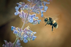 'Bumblebee With Catmint' by Angela Rixon