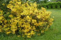 'Azalea' by Millicent Lake