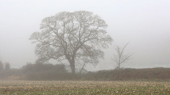  Rural Misty Morning (Paul Smith)