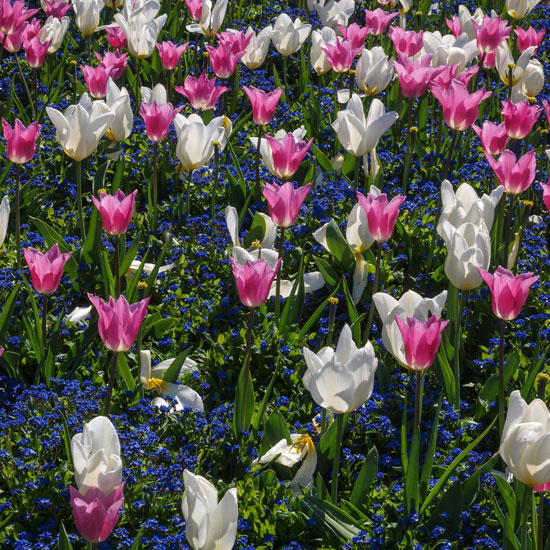 Tulips at Kew (Peter Shelley)
