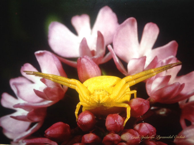 Crab Spider on Pyramidal Orchid (Robert Edmondson)