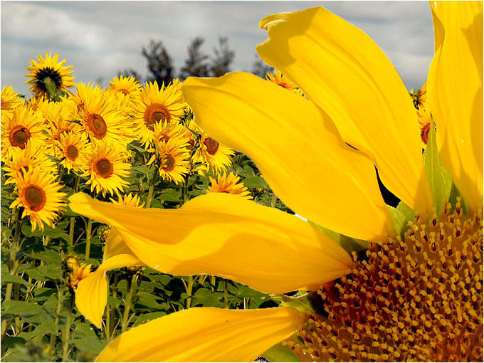 Sunflower Fields (Angela Rixon)